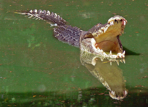 Гребнистый крокодил; австралийский крокодил Салтватера (морской крокодил); <nobr>индо-тихоокеанский</nobr> крокодил; мореходный крокодил; подводный крокодил (Crocodylus porosus) - Australian Saltwater Crocodile